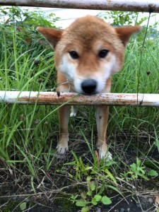 被災してすぐにレスキューしたゴローちゃん。すぐに飼い主さんがみつかりました。
