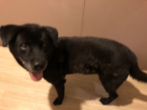 避難所からお預かりしているチビちゃん。