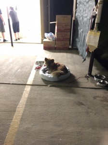 支援物資で頂いたクールマットで寝る避難所のワンコ。