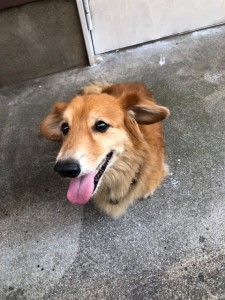 被災者が飼育困難で譲渡が決まったちゃーちゃん。