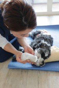 シニア犬016